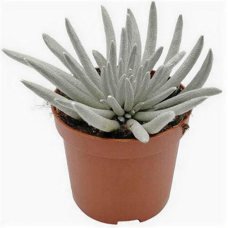 Сенецио скапосус