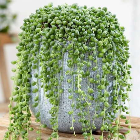 Крестовник (сенецио) Роули