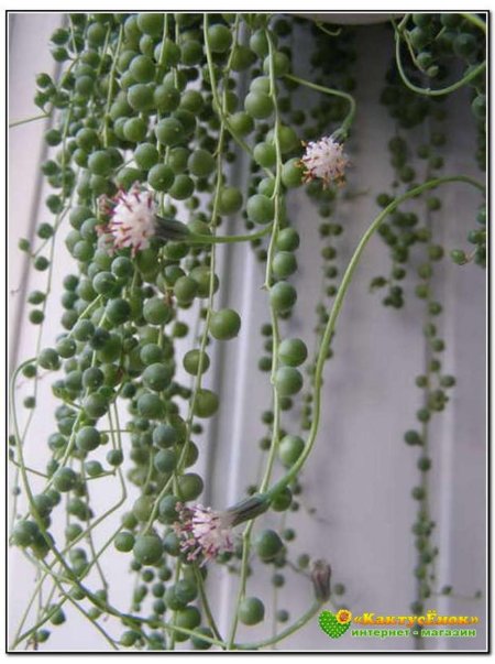 Крестовник сенецио