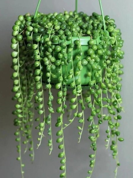 Крестовник Роули