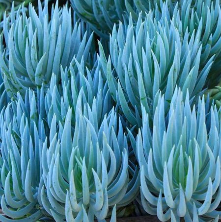 Крестовник Senecio mandraliscae