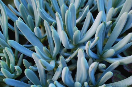 Сенецио Серпенс