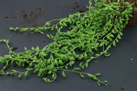 Крестовник Геррейна