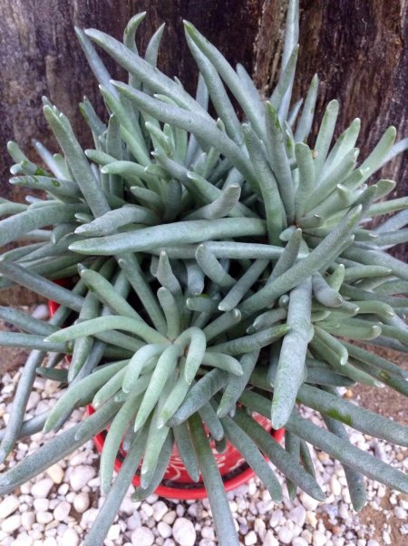 Крестовник сенецио