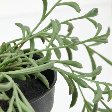 Крестовник укореняющийся (Senecio radicans)