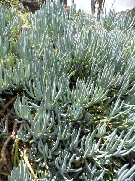 Крестовник Senecio mandraliscae