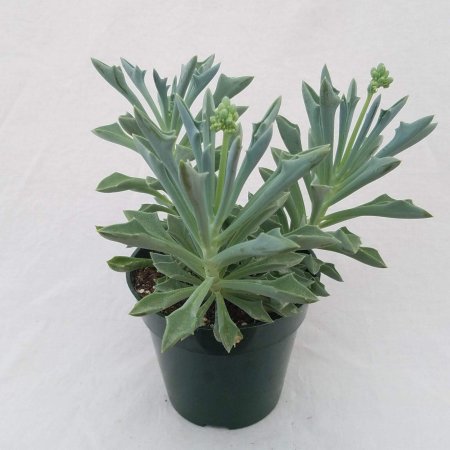 Крестовник сенецио