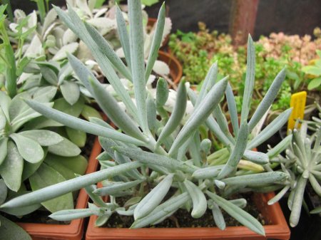 Крестовник сенецио