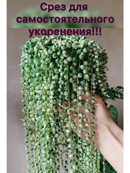 Крестовник Роули