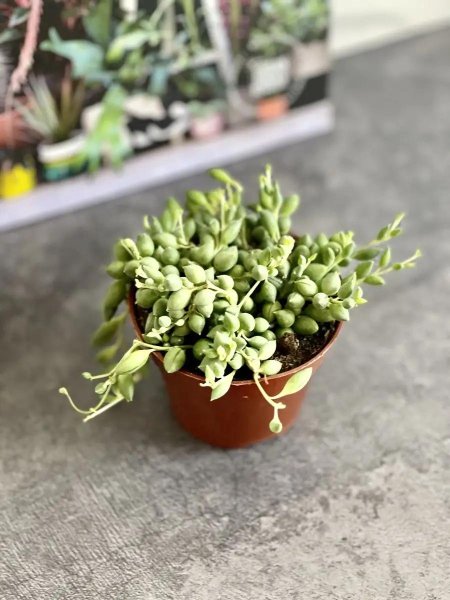 Крестовник сенецио