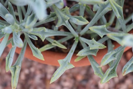 Крестовник сенецио