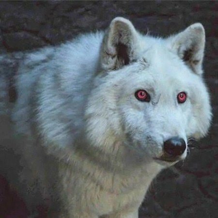 Белый волк лютоволк