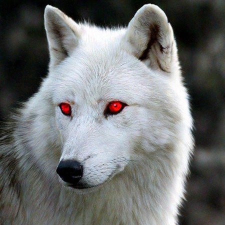 Белые волки