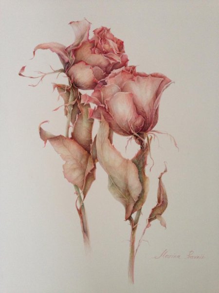 Марина правник акварель