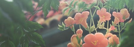 Растения Эстетика