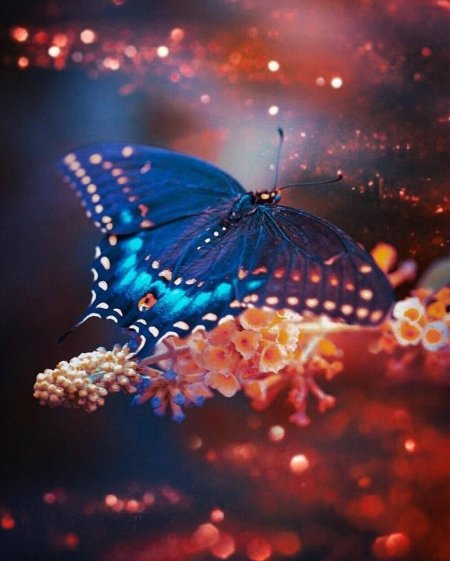 Красивые бабочки