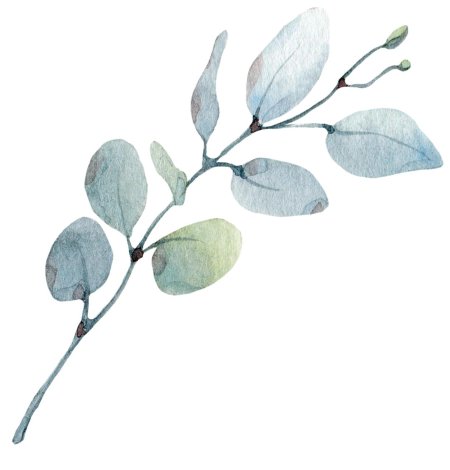 Эвкалипт Парвифолия