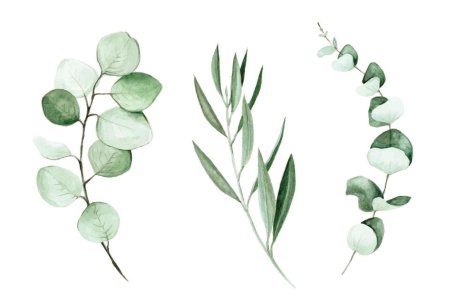 Веточка эвкалипта акварель