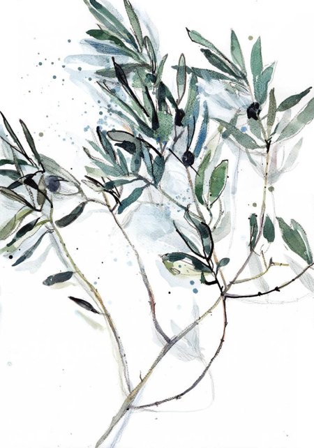 Ветвь оливы акварель