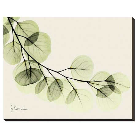 Эвкалипт паттерн