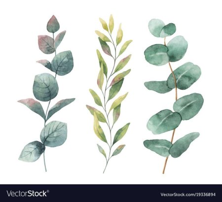 Эвкалипт круглолистный веточка