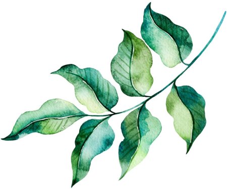 Листья акварель