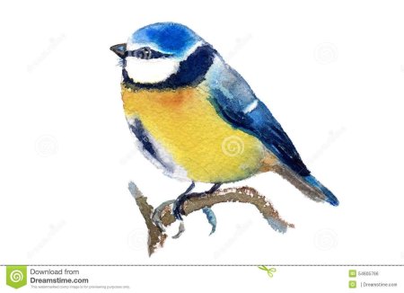 Синица на белом фоне