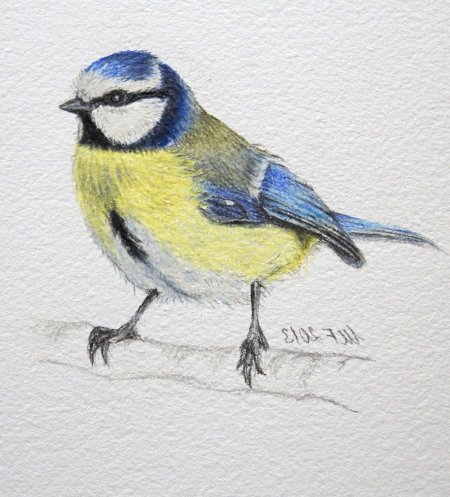 Синица акварелью