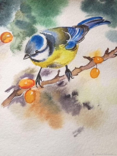 Синичка лазоревка