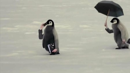 Пингвины пингвин