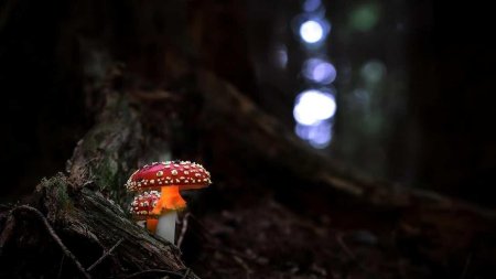 Аманита Мускария шаман