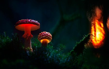 Фосфоресцирующие грибы