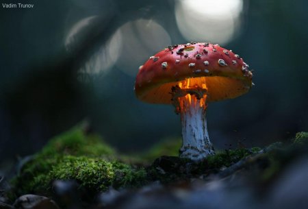 Аманита Мускария