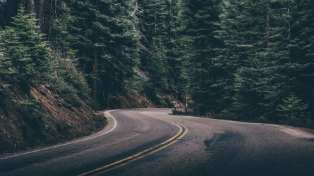 Дорога в лесу