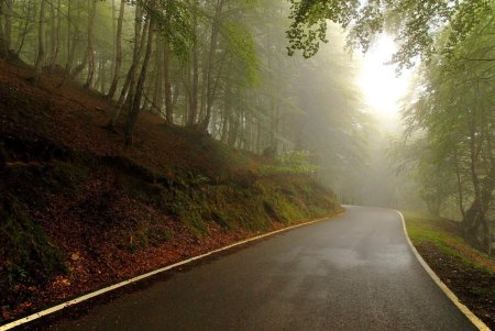 Дорога в лесу