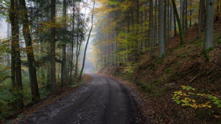 Лесная дорога