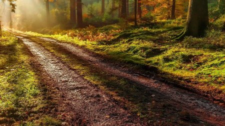 Дорога в лесу