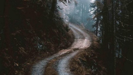 Лес в тумане