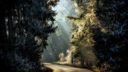 «Ночь в лесу»