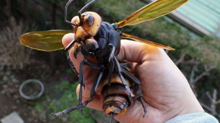 Азиатский Шершень Vespa mandarinia -