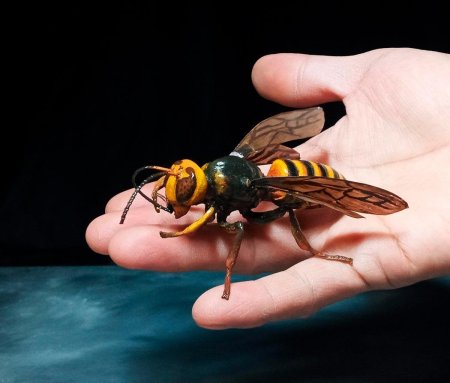 Гигантский азиатский Шершень убийца