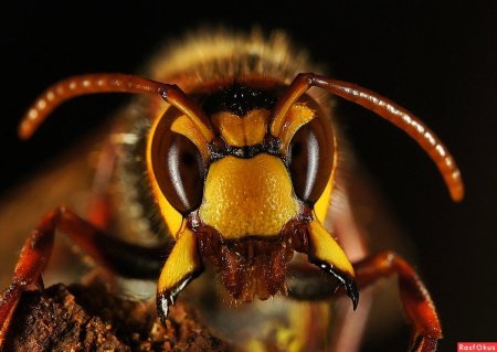 Рой шершней