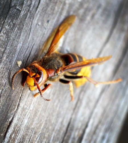 Шершень Сибирский