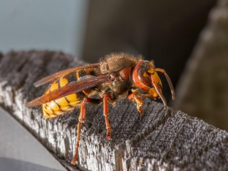 Африканский Шершень и пчела