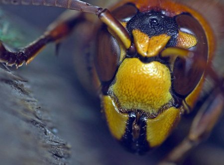 Шершень оранжевый