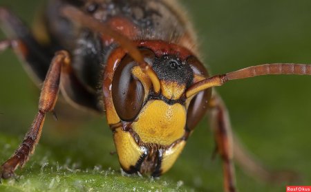 Шершень кавказский