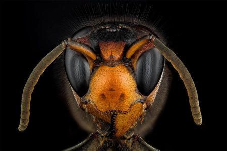 Шершень Vespa velutina