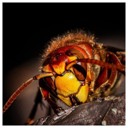 Шершень фото