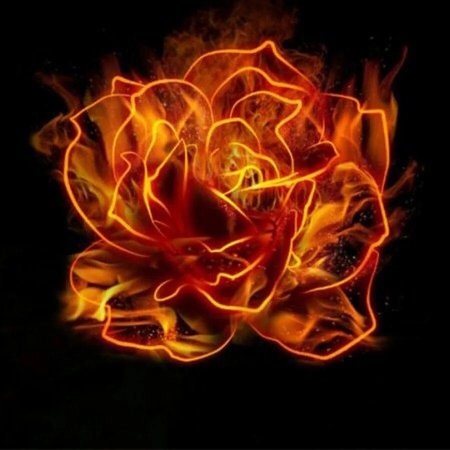 Файер Флейм роза