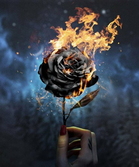 Роза Блэк Файер